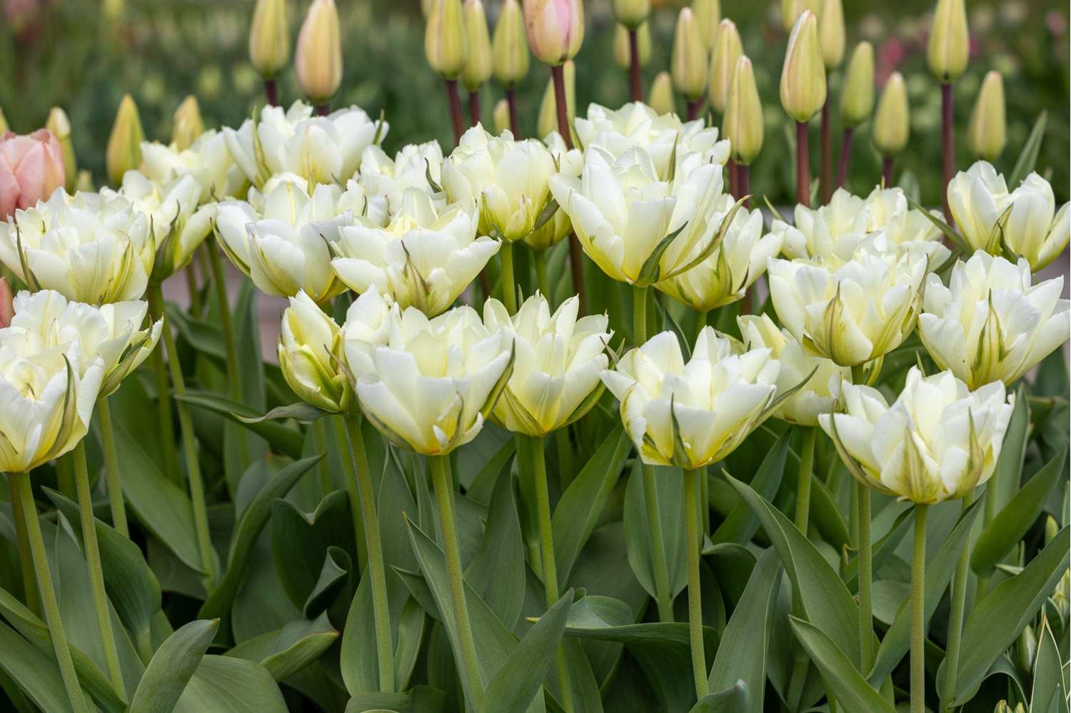 Tulip 'White Valley'